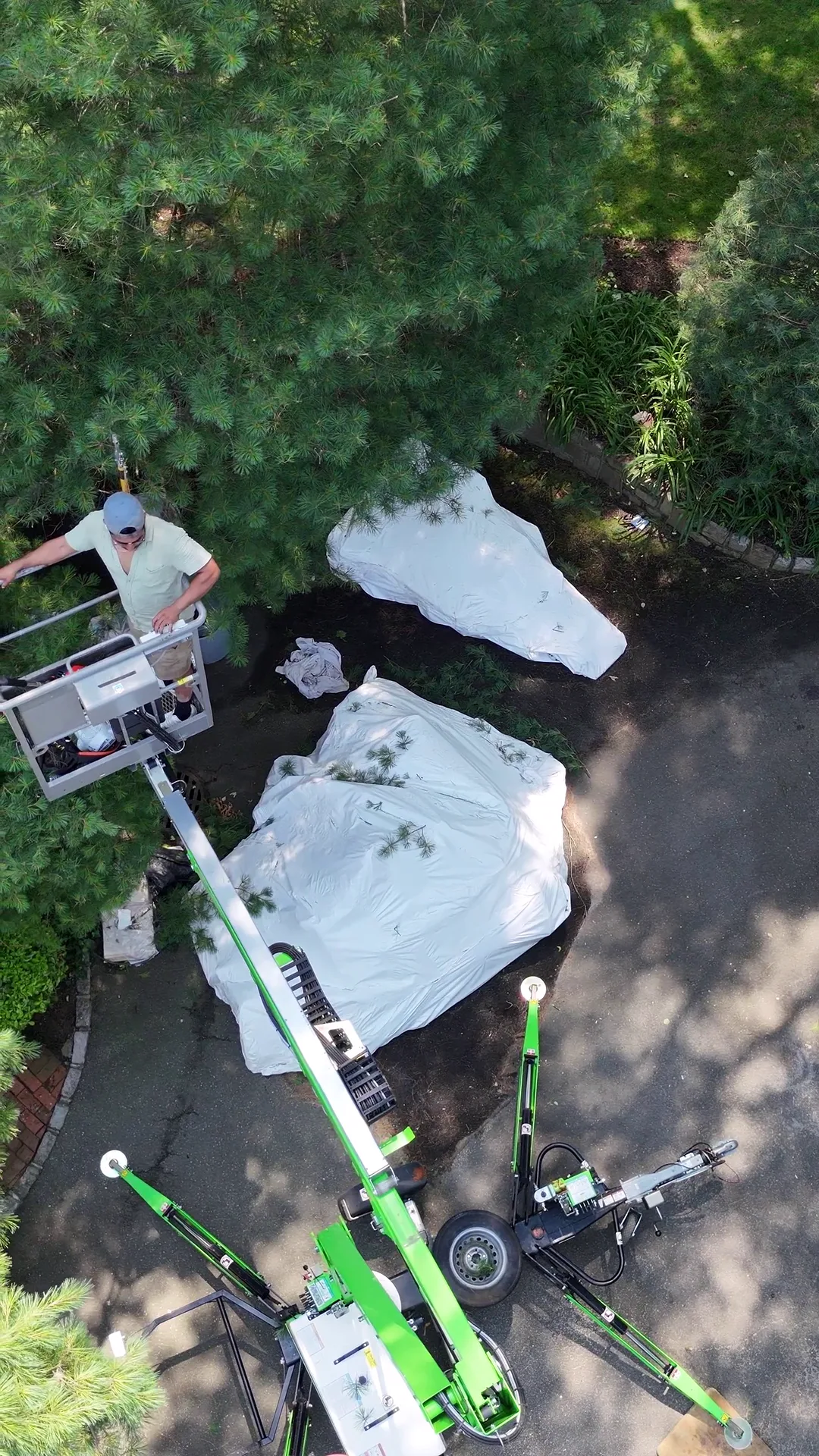 An arborist working from a bucket lift, up close among the branches of a tree being pruned.