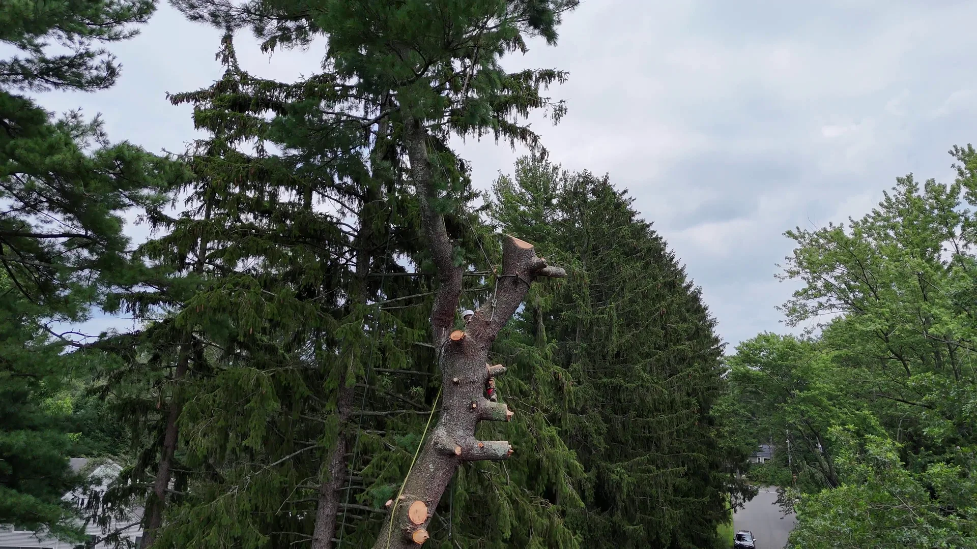 Overcast aerial looking down on a climber roped to a cut trunk high in bare gray branches.
