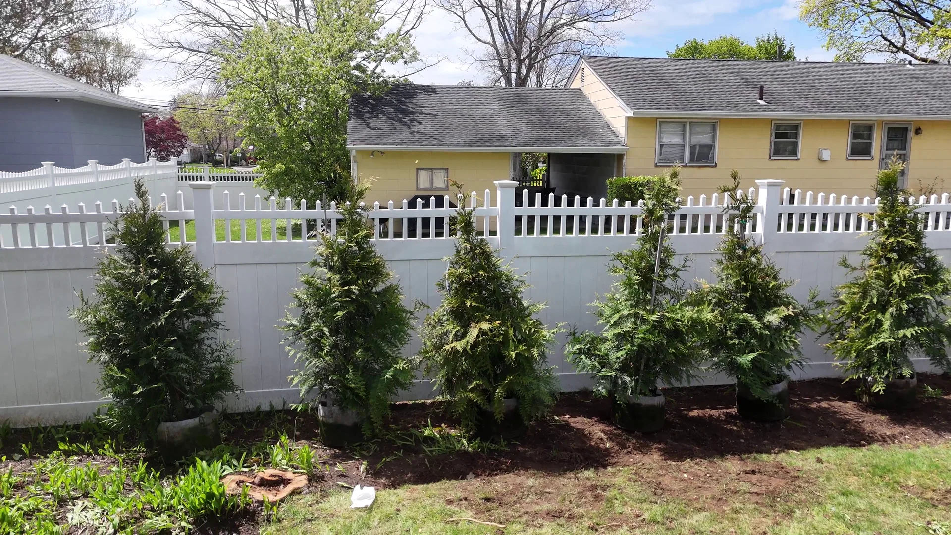 Freshly installed arborvitae privacy screening running in a new row along a property line.