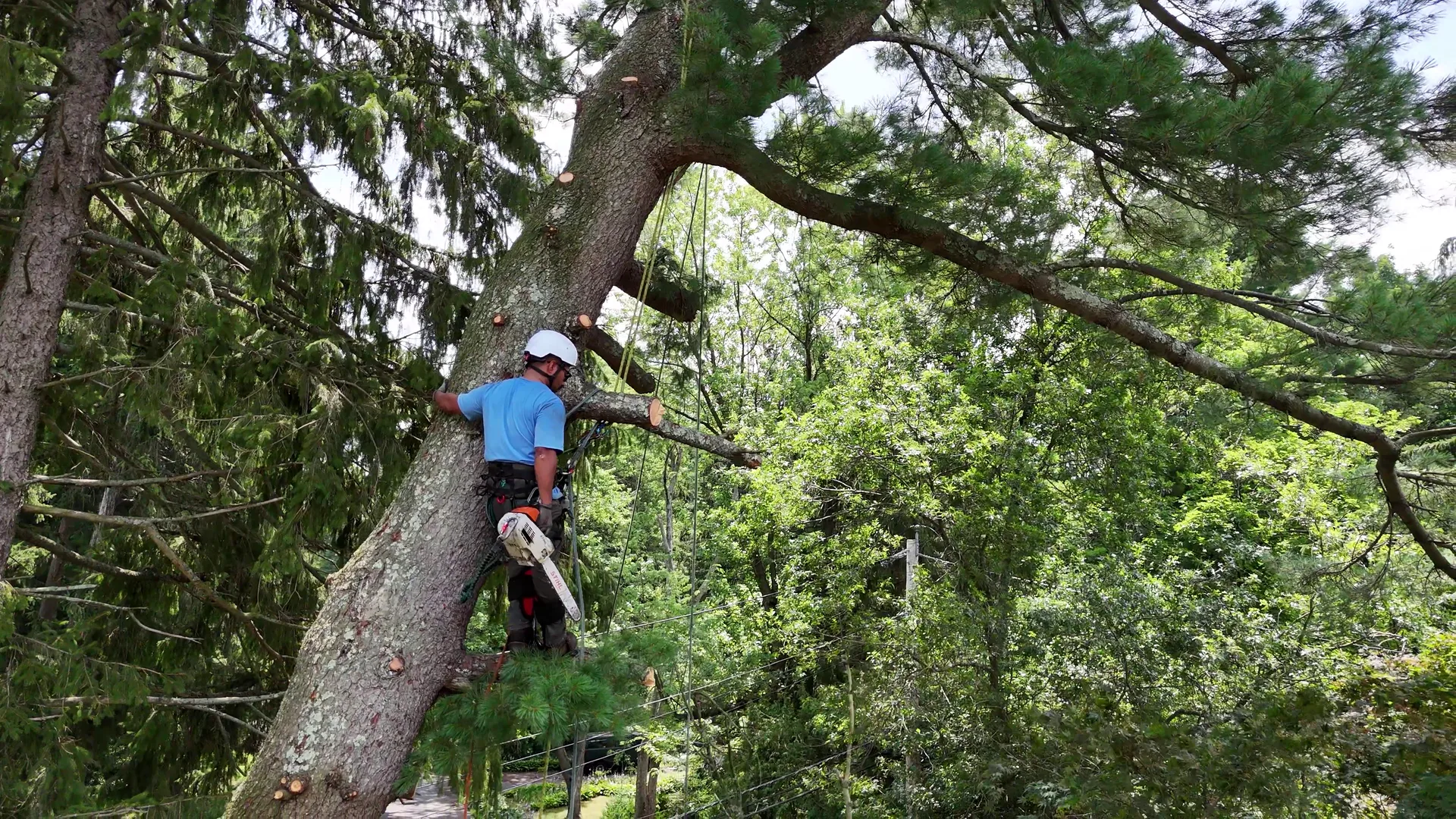 Overhead view of a Satiscapes tree worker standing at the base of a tall trunk during a removal, roped in.
