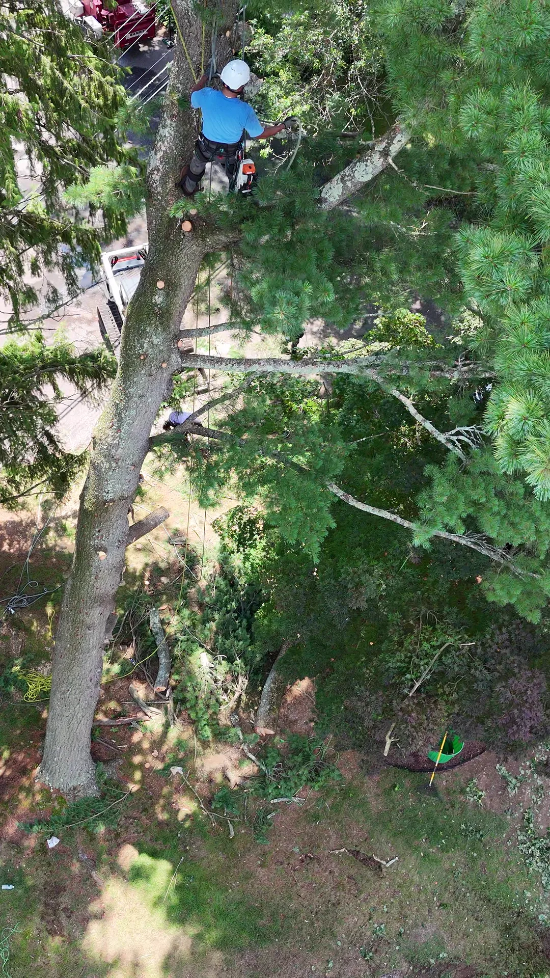Looking up the trunk at a climber roped high in the canopy during a takedown.