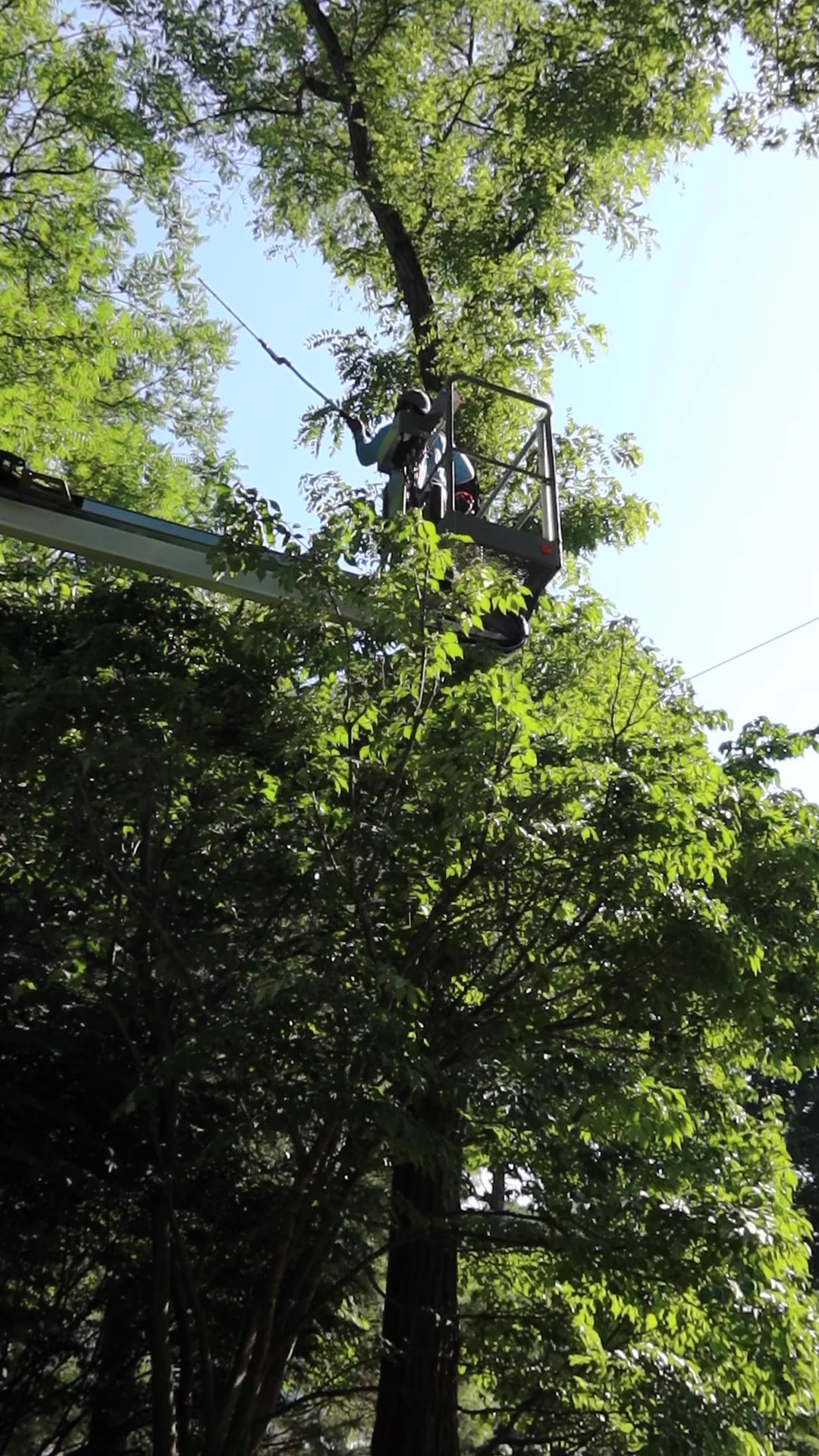 A lift raising an arborist into a tree to take down high branches, shot straight up the trunk.