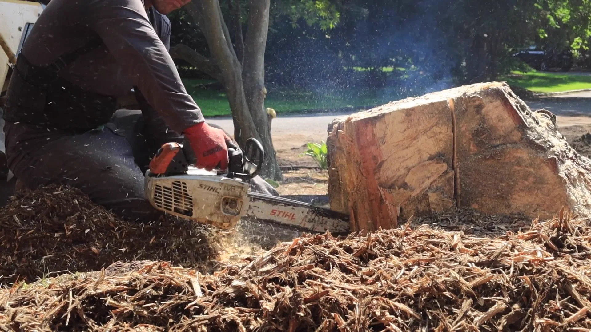 Close on a worker running a chainsaw through a stump at ground level, chips flying.