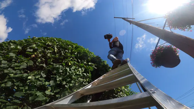A worm's-eye view up a ladder into the branches as an arborist climbs to work.