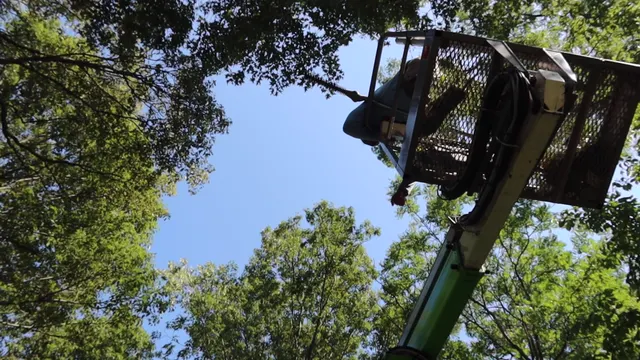 An arborist on a lift working inside the green canopy of a large shade tree.