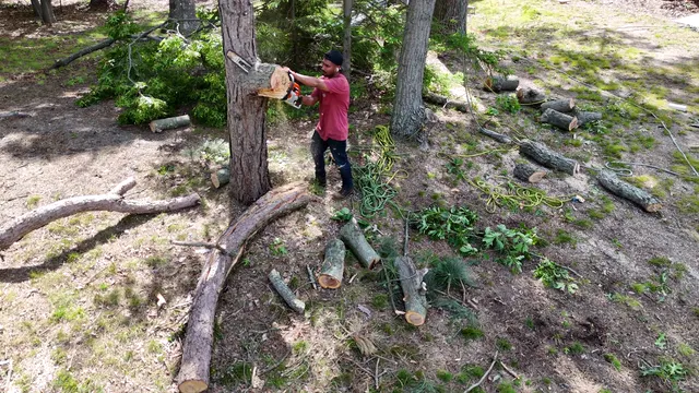 A sawyer cutting a felled trunk into rounds, sawdust spraying, seen from above.