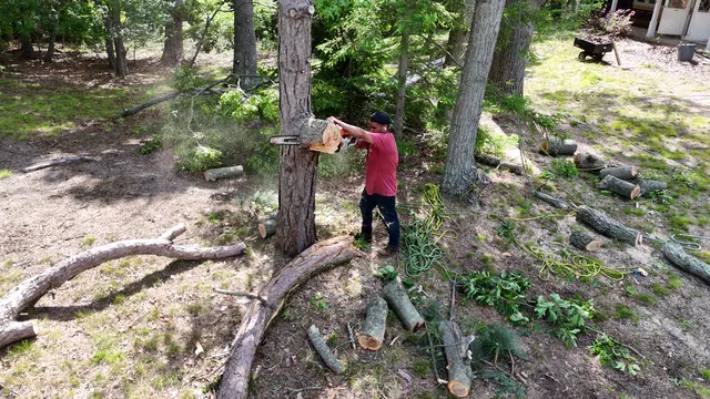 Aerial over pines beside a driveway as the crew works the felled timber below.
