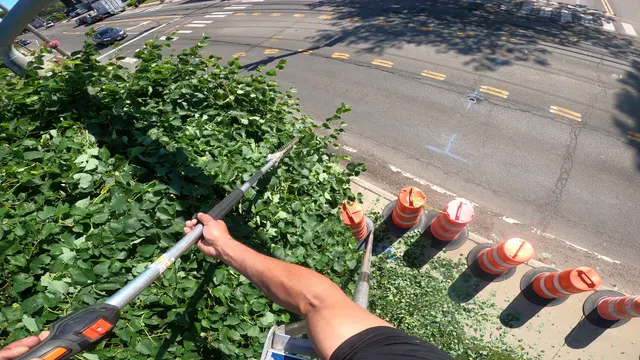 A close, over-the-shoulder view of a hedge trimmer cutting into dense green foliage.