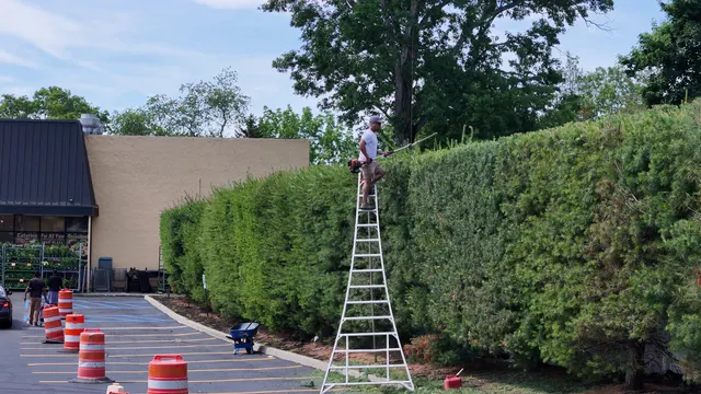 A worker steadying a tall ladder against a hedge in a cleared commercial lot.
